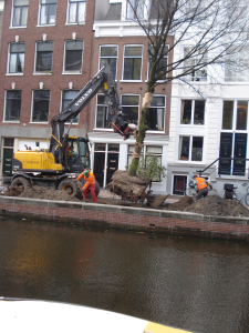 bomen verplanten 8